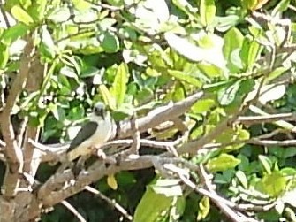Great-billed Kingfisher - ML642094846