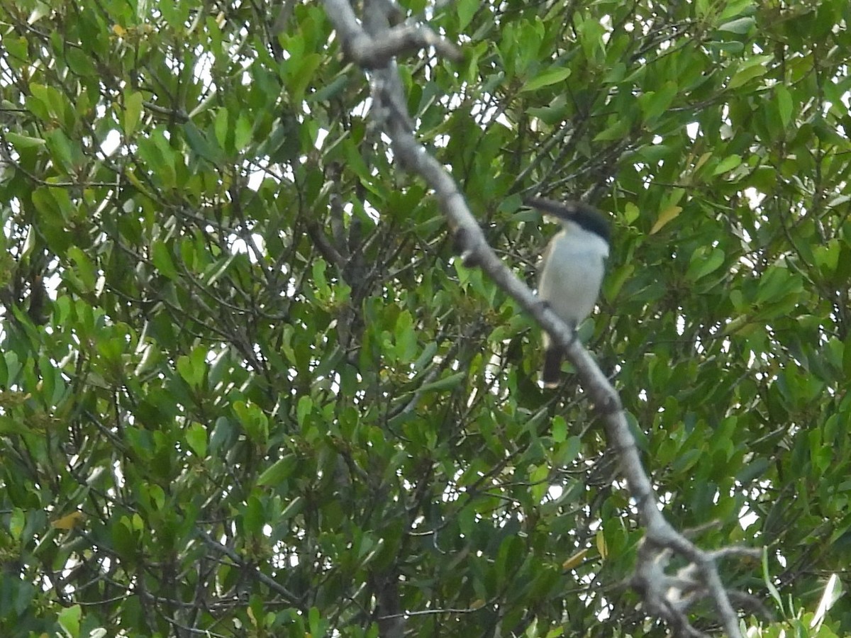 Great-billed Kingfisher - ML642094847