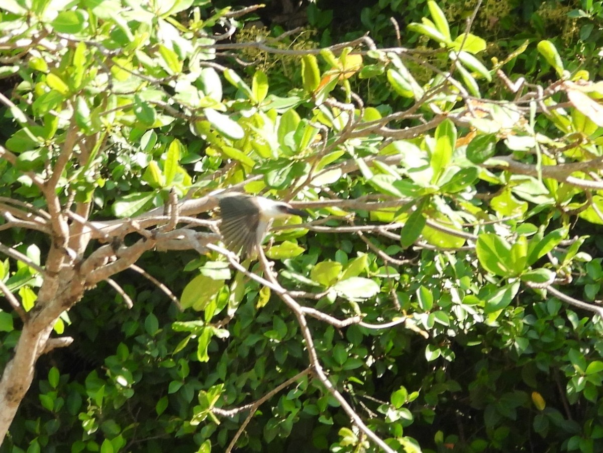 Great-billed Kingfisher - ML642094848