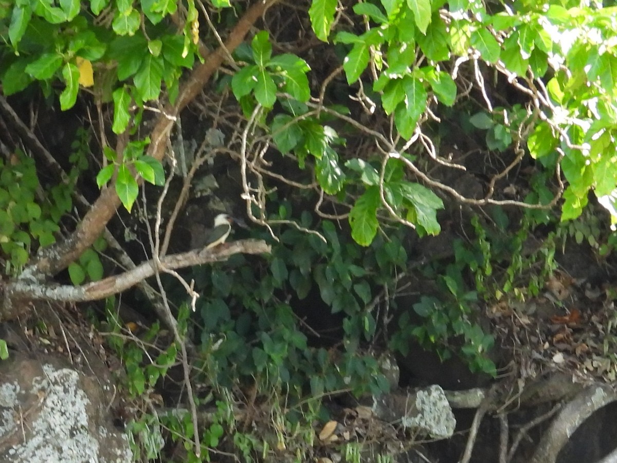 Great-billed Kingfisher - ML642094849