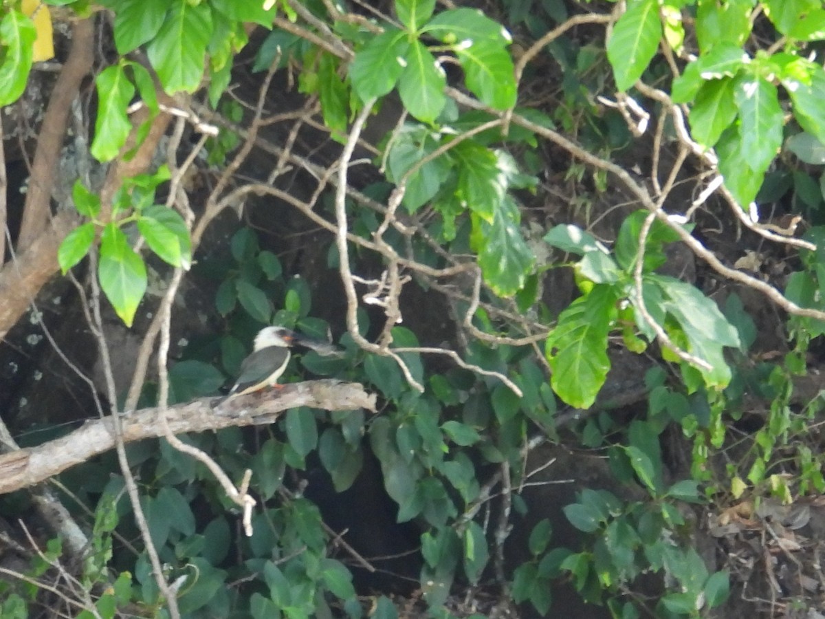 Great-billed Kingfisher - ML642094850