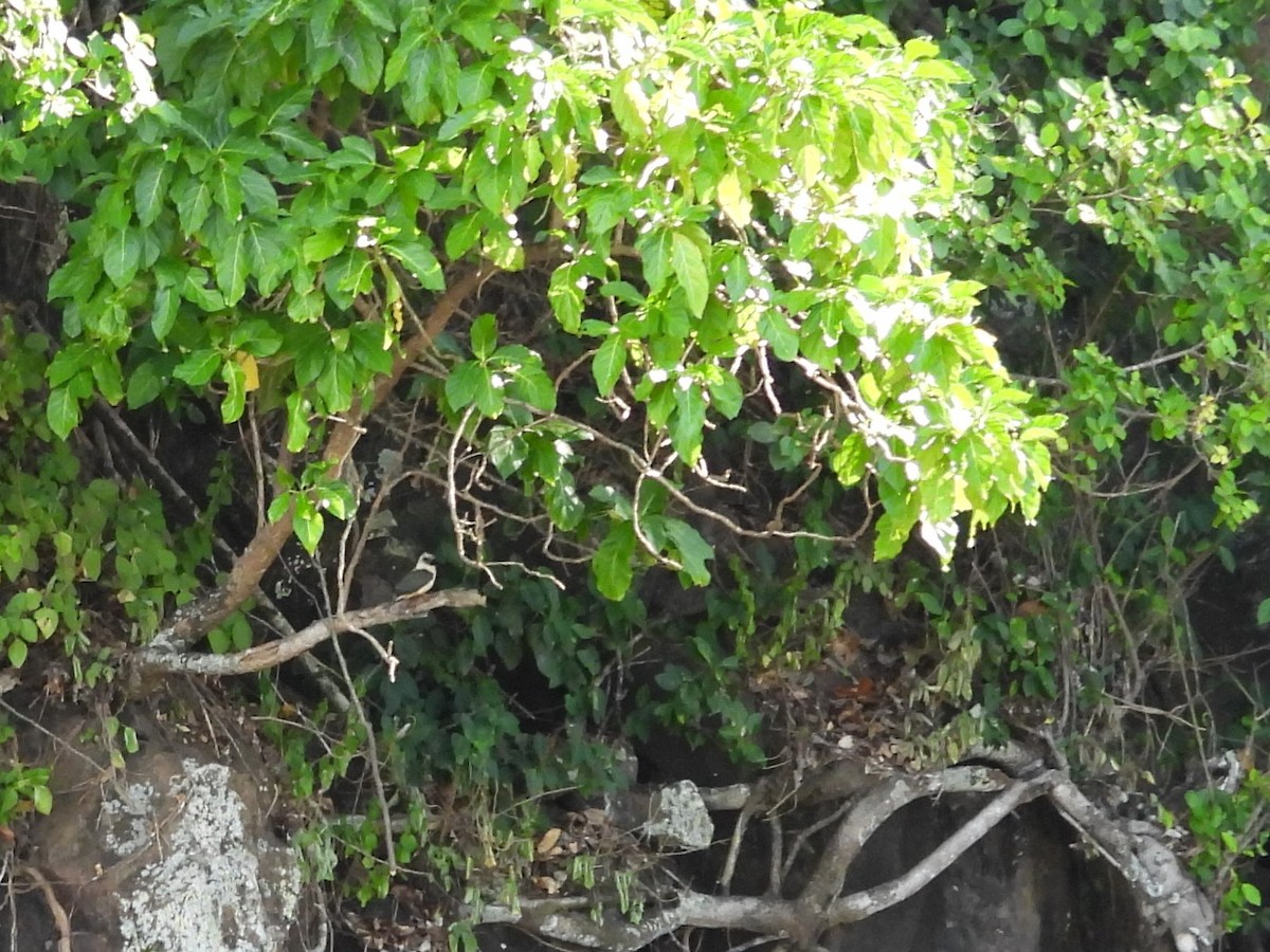 Great-billed Kingfisher - ML642094851