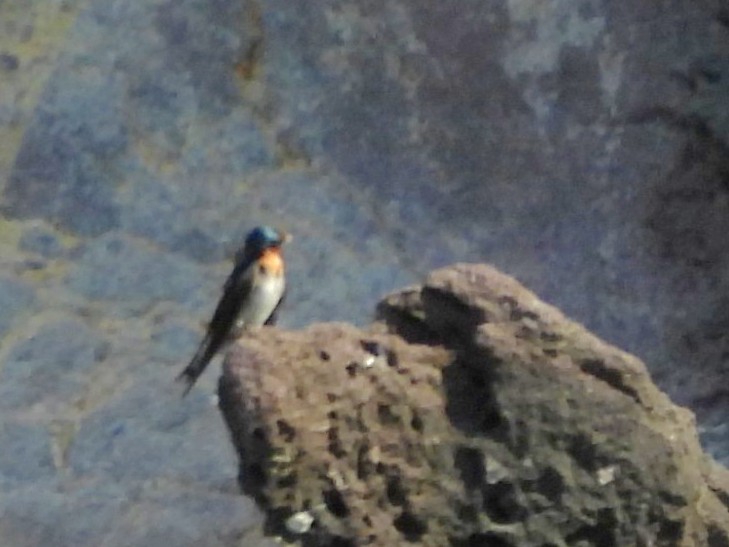 Pacific Swallow - ML642094860