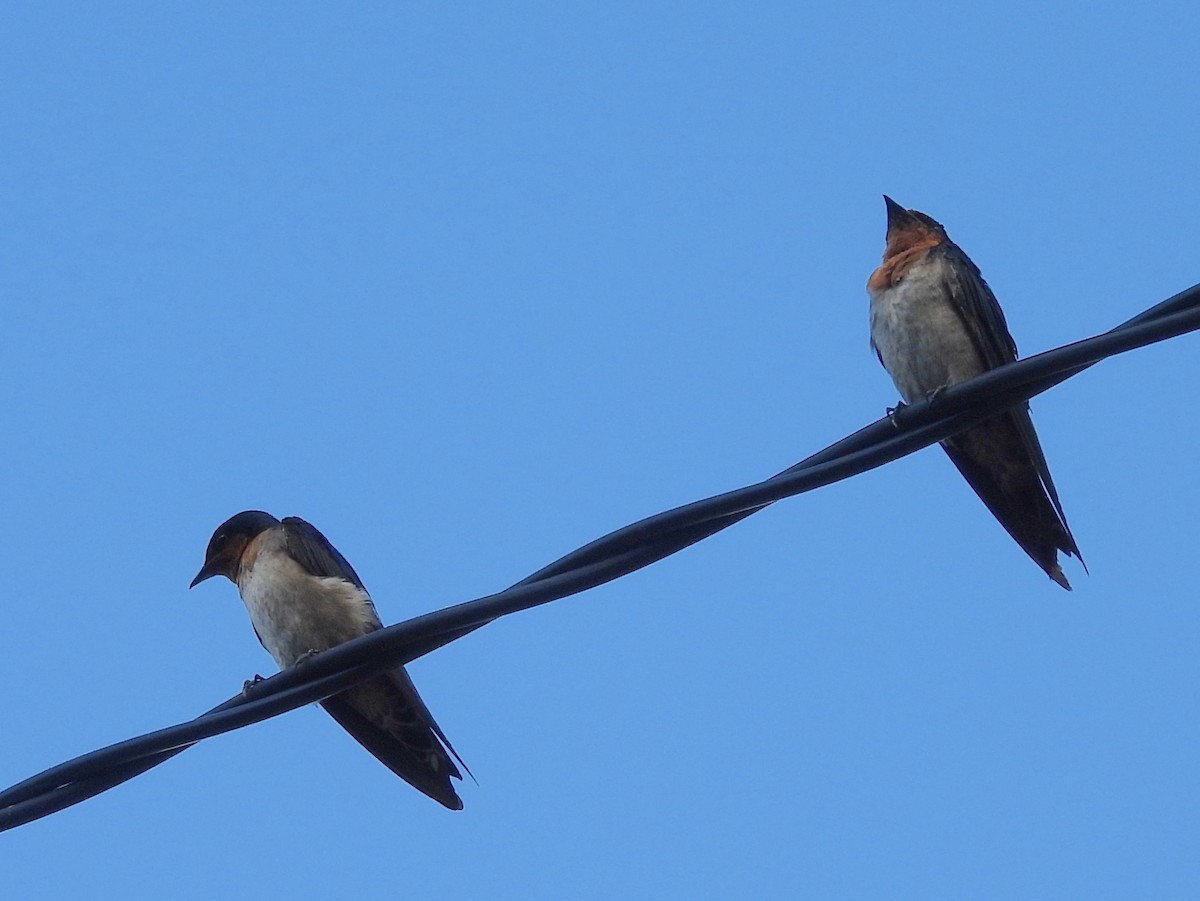Pacific Swallow - ML642094861