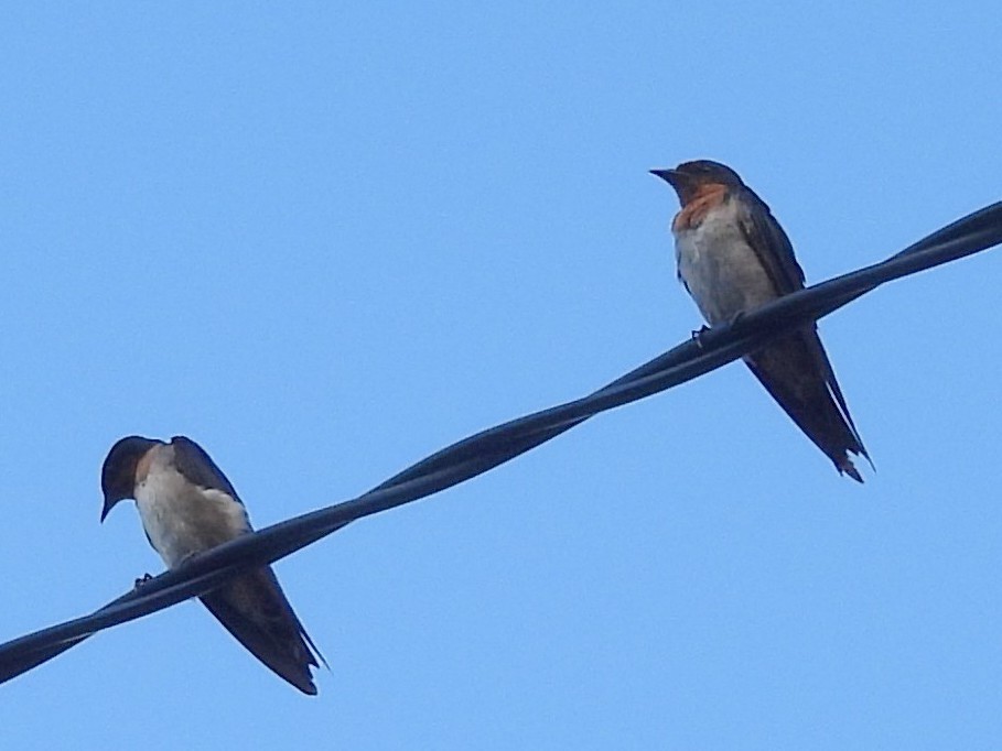 Pacific Swallow - ML642094862