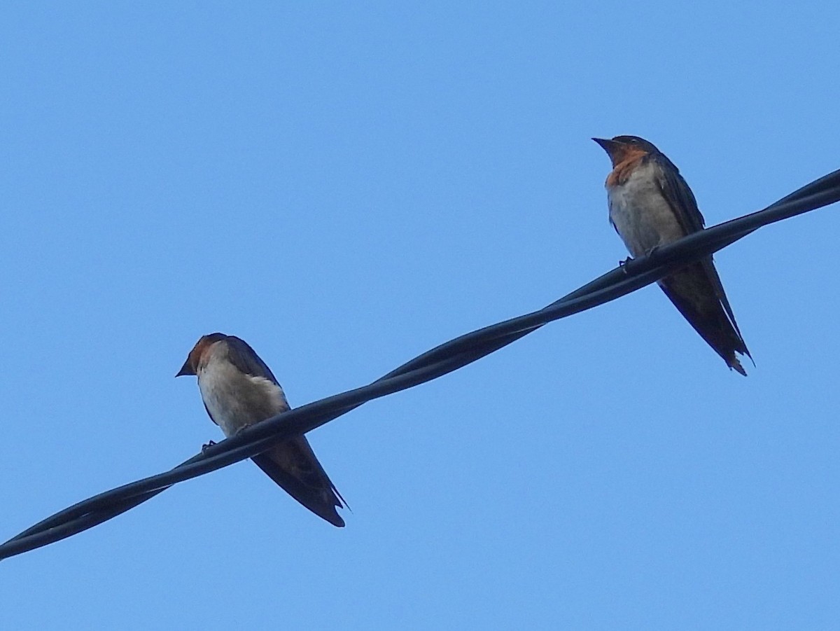 Pacific Swallow - ML642094863