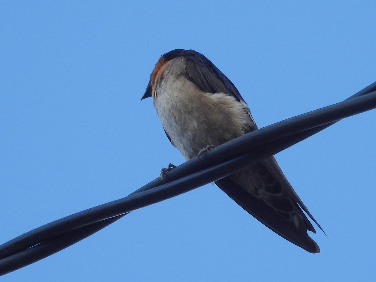 Pacific Swallow - ML642094864
