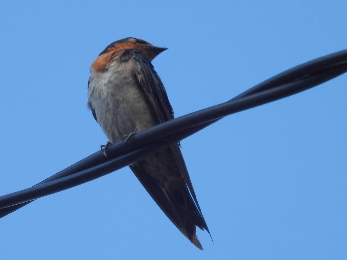 Pacific Swallow - ML642094866