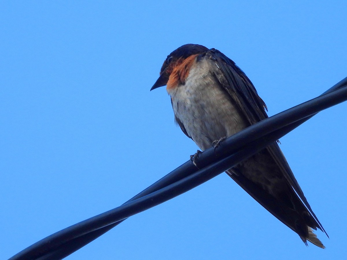 Pacific Swallow - ML642094867