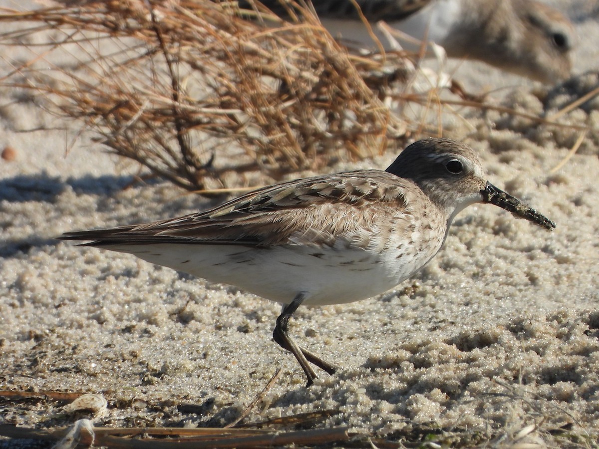 bonapartesnipe - ML642094876