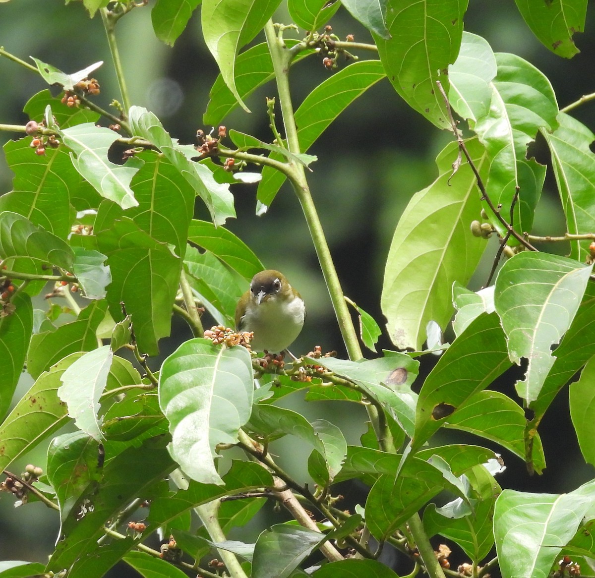 Cream-throated White-eye (Halmahera) - ML642094877
