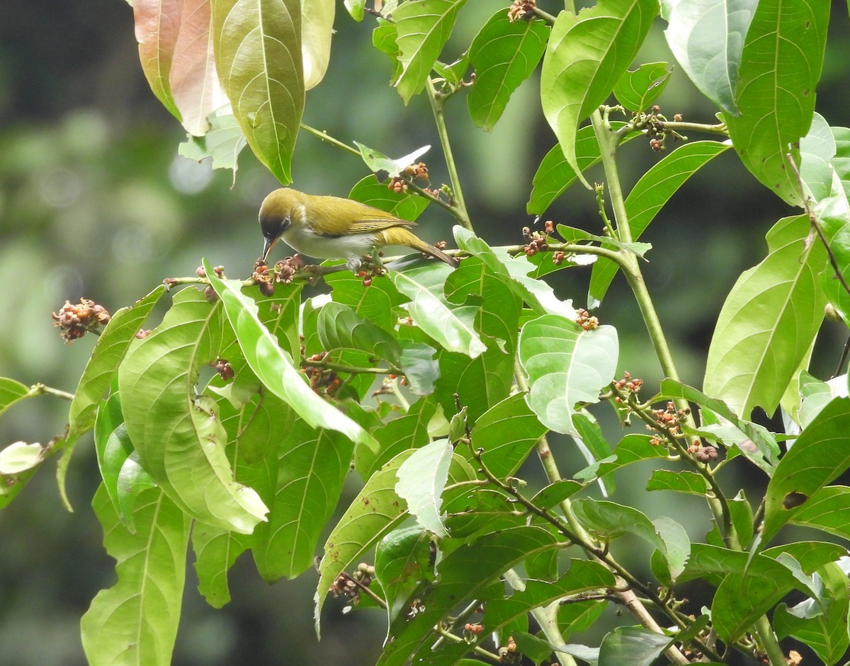 Cream-throated White-eye (Halmahera) - ML642094878