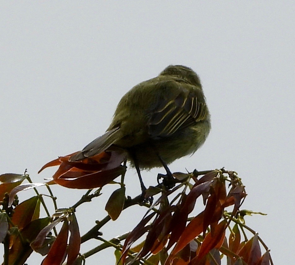 Mistletoe Tyrannulet - ML642094889