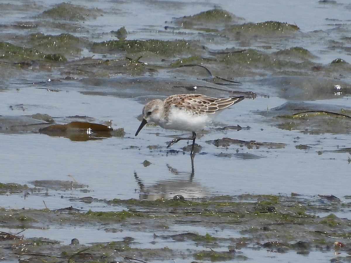 beringsnipe - ML642094911