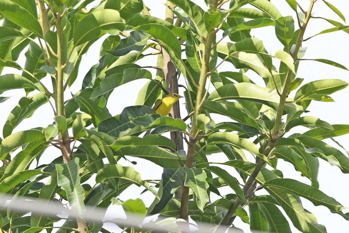 Lemon-bellied White-eye - ML642094918