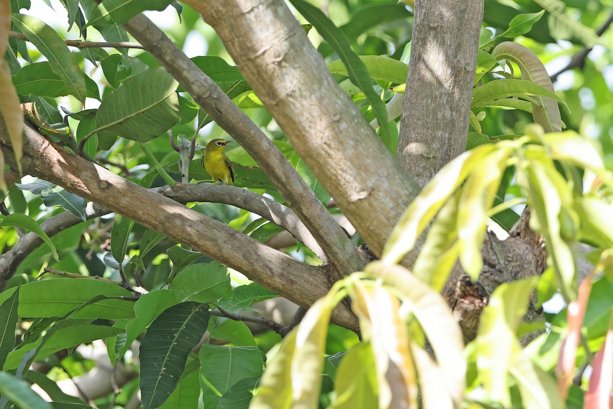 Lemon-bellied White-eye - ML642094919