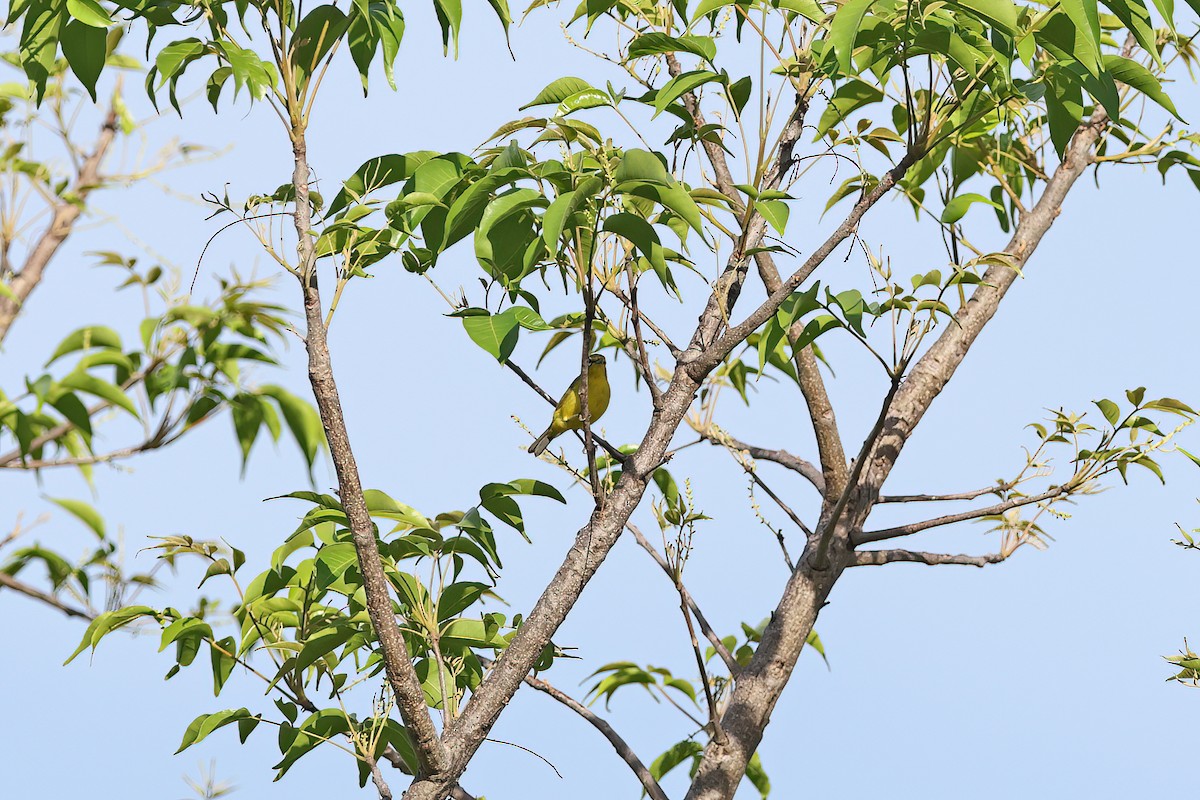 Lemon-bellied White-eye - ML642094920