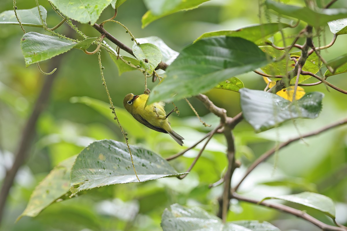 Lemon-bellied White-eye - ML642094922