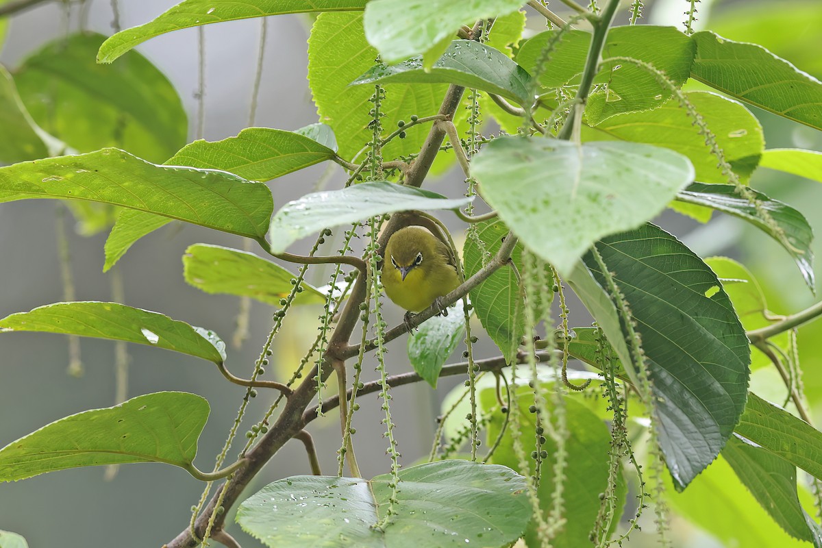 Lemon-bellied White-eye - ML642094923