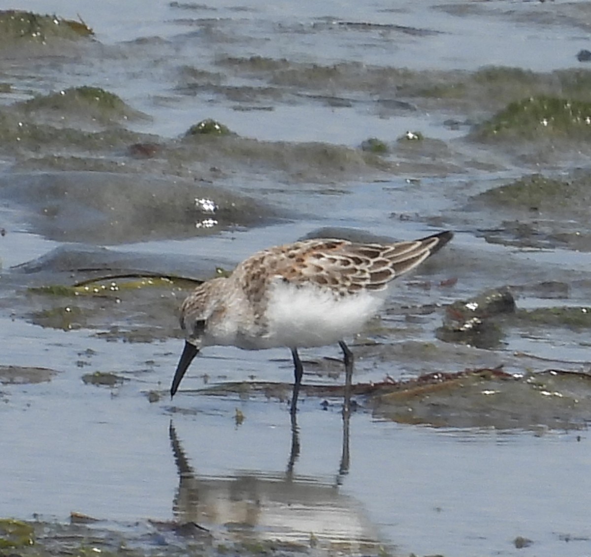 beringsnipe - ML642094928