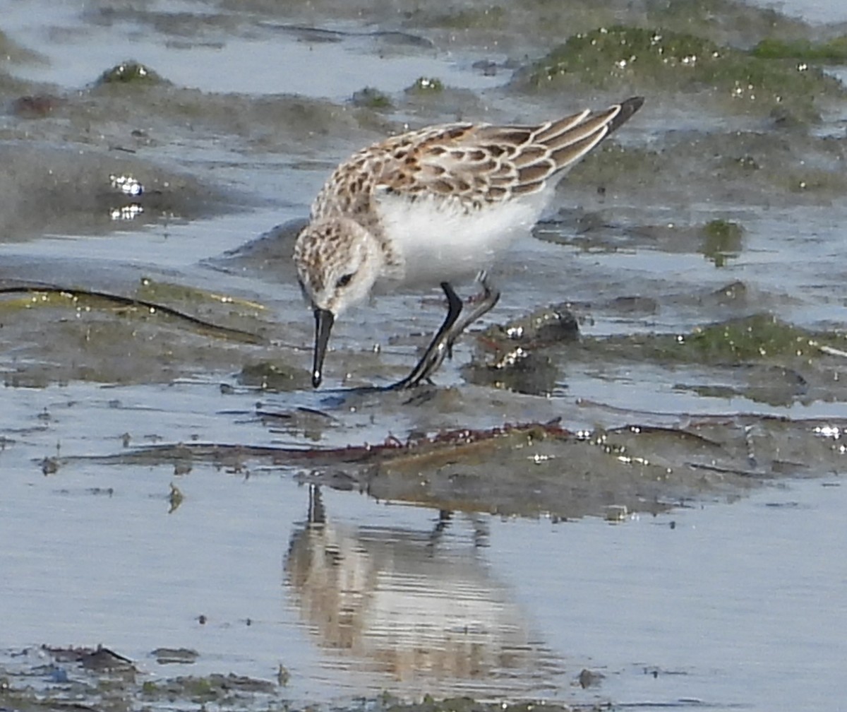 beringsnipe - ML642094932