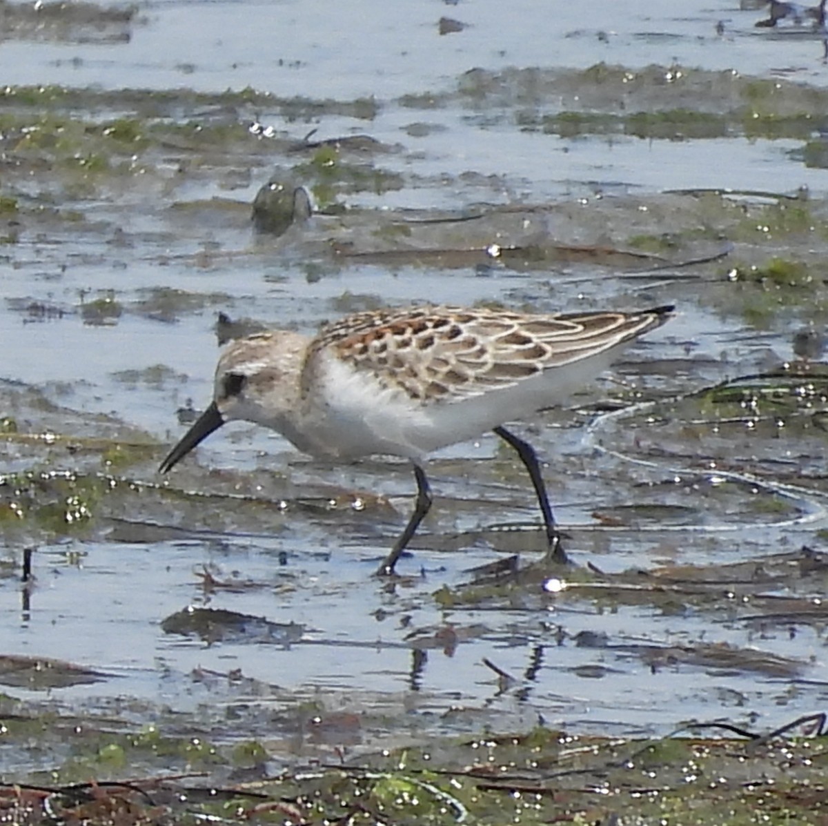 beringsnipe - ML642094935