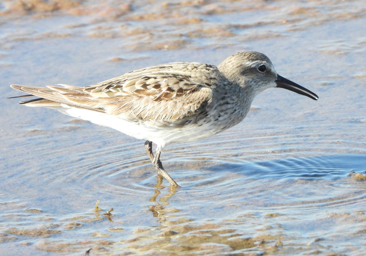 bonapartesnipe - ML642094940