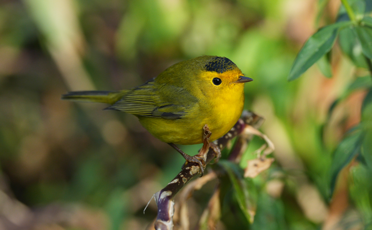 kalottparula - ML642094942