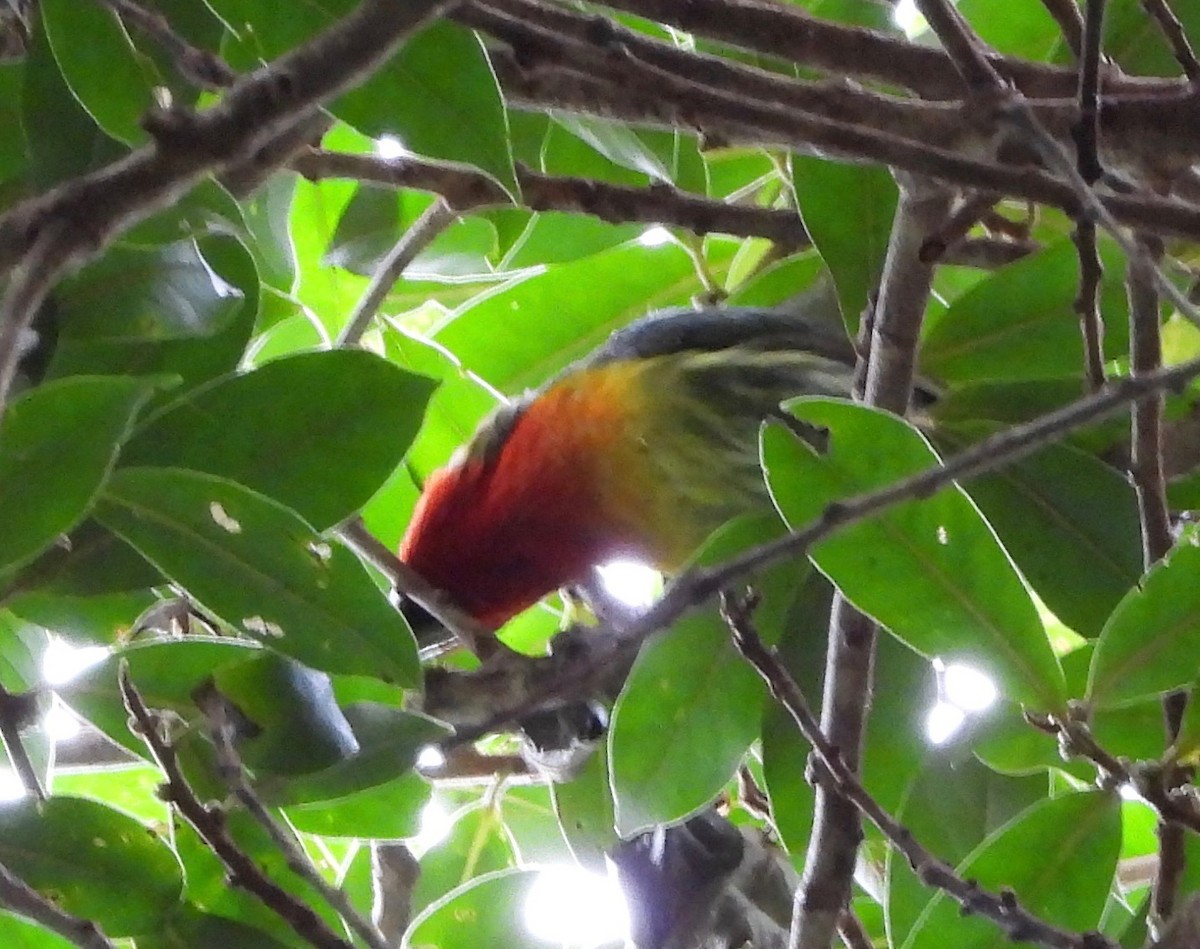 Red-headed Barbet - ML642094944