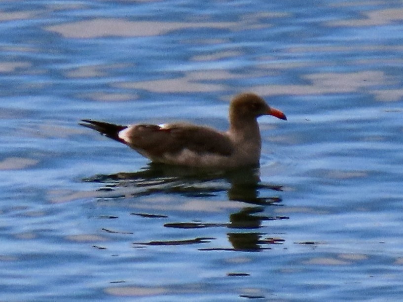 askemåke - ML642094945