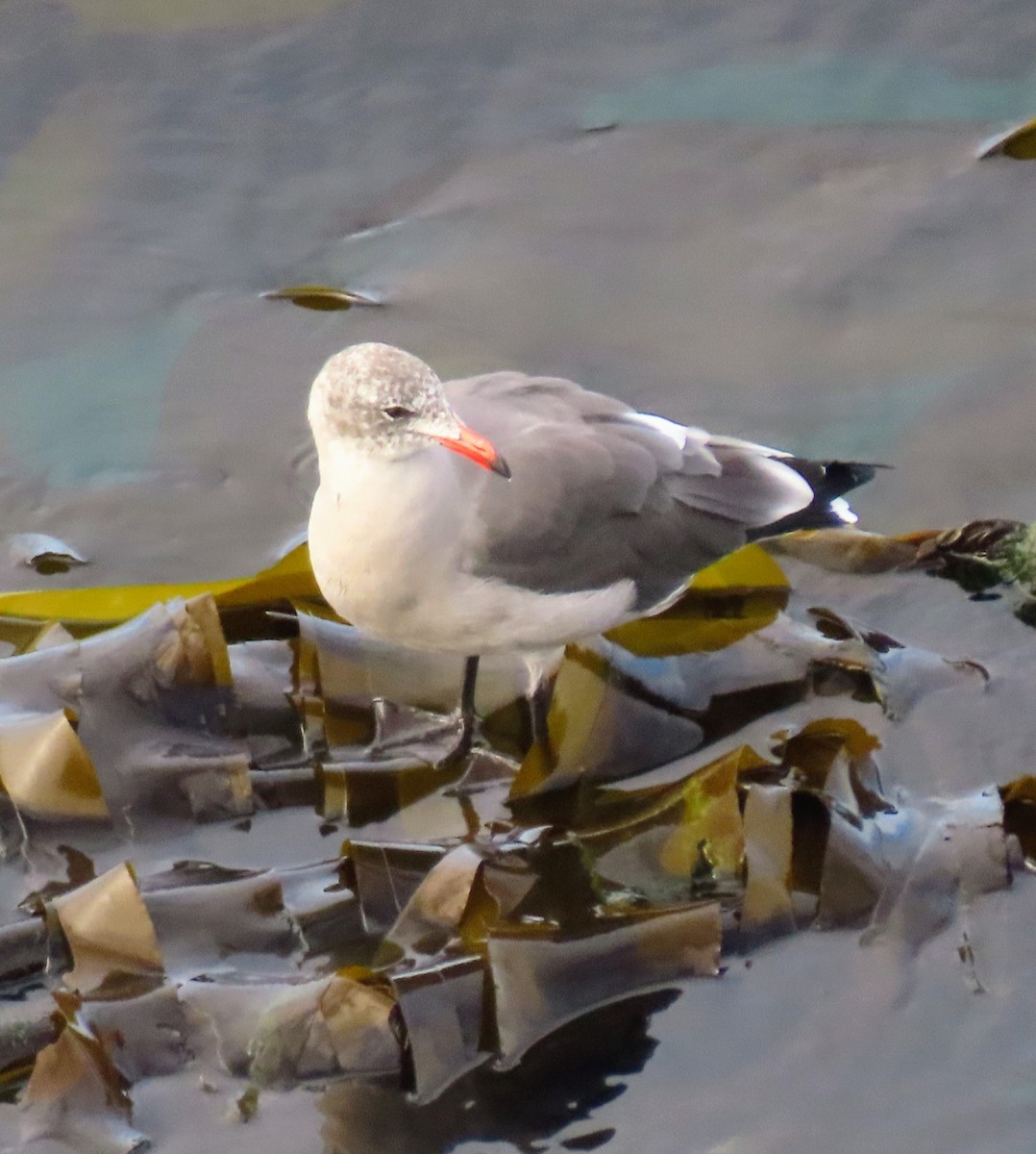 Heermann's Gull - ML642094947