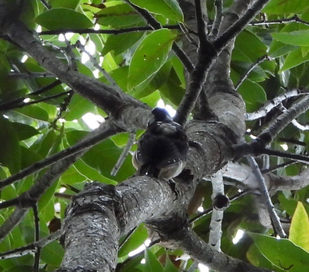 Hairy Woodpecker (Costa Rican) - ML642094948