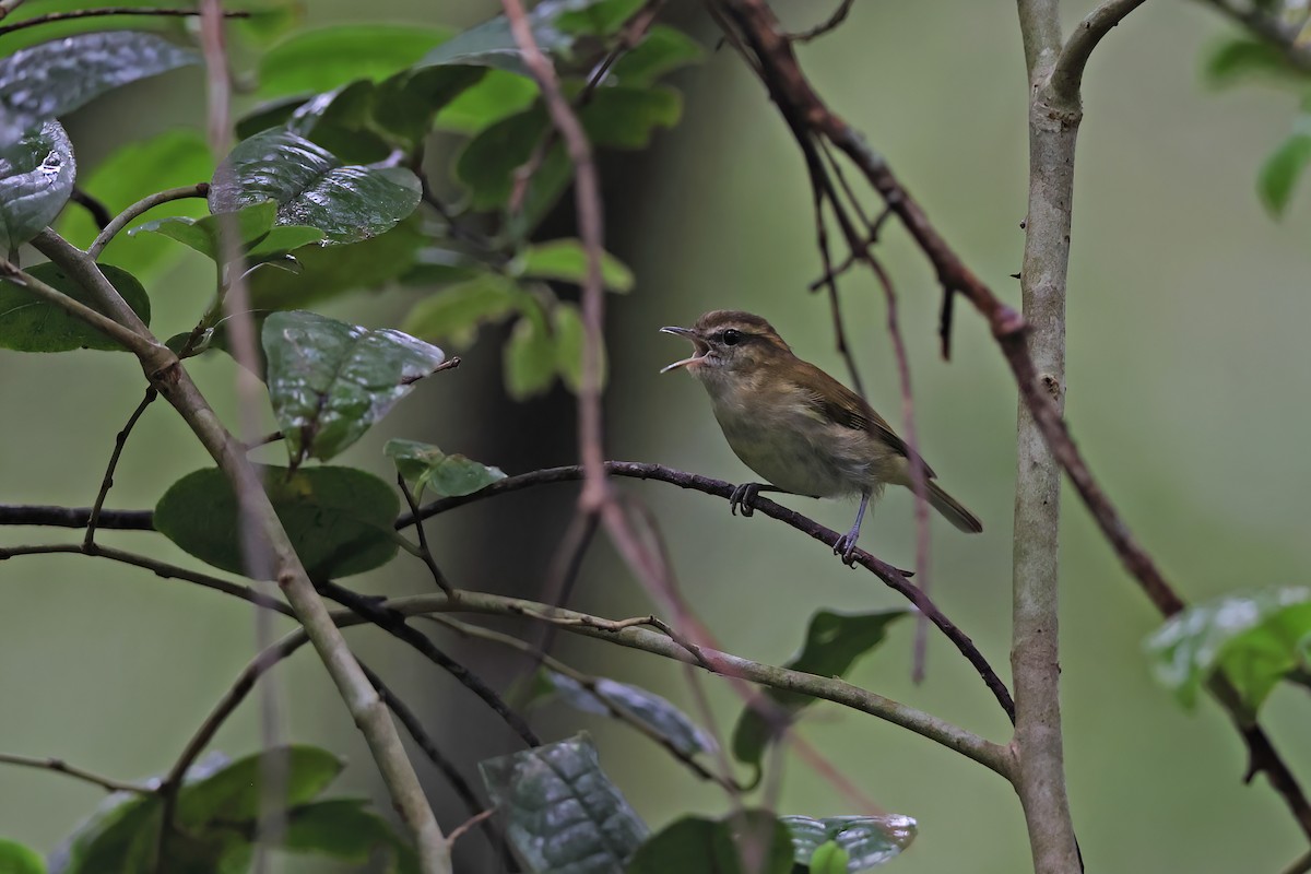 Lompobattang Leaf Warbler - ML642094949