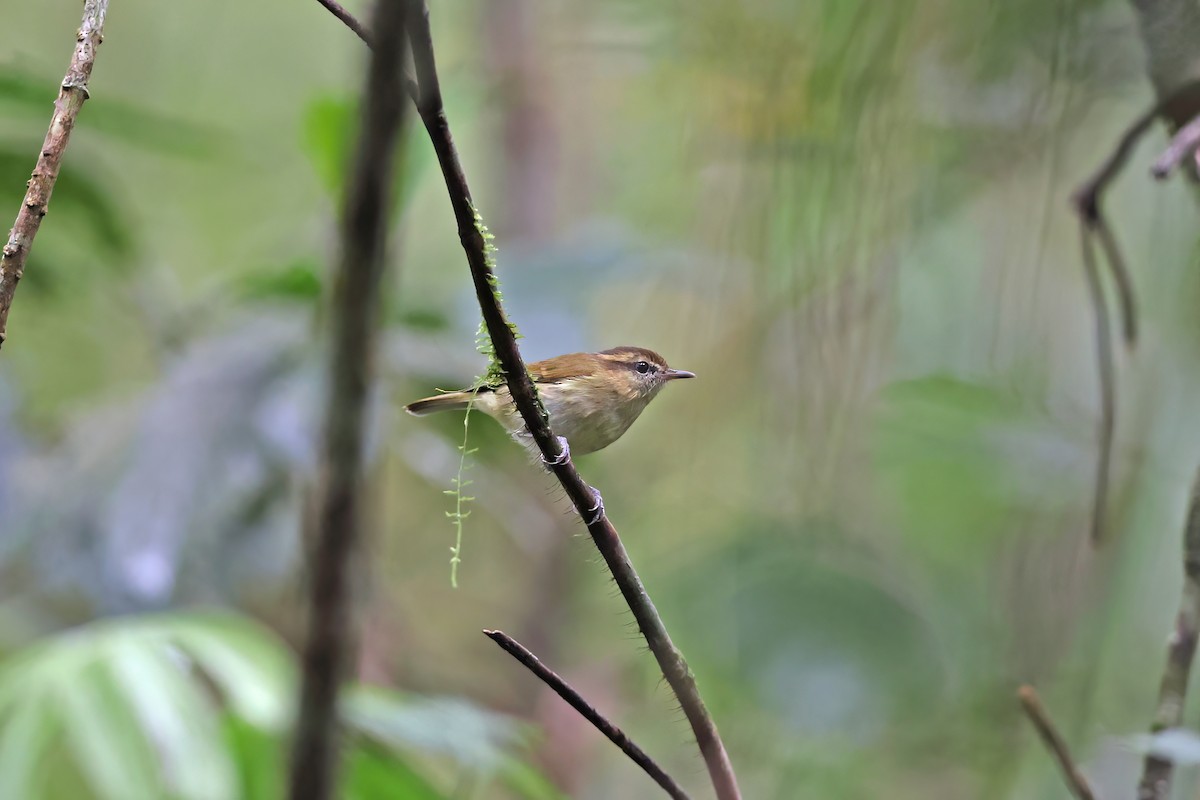 Lompobattang Leaf Warbler - ML642094950