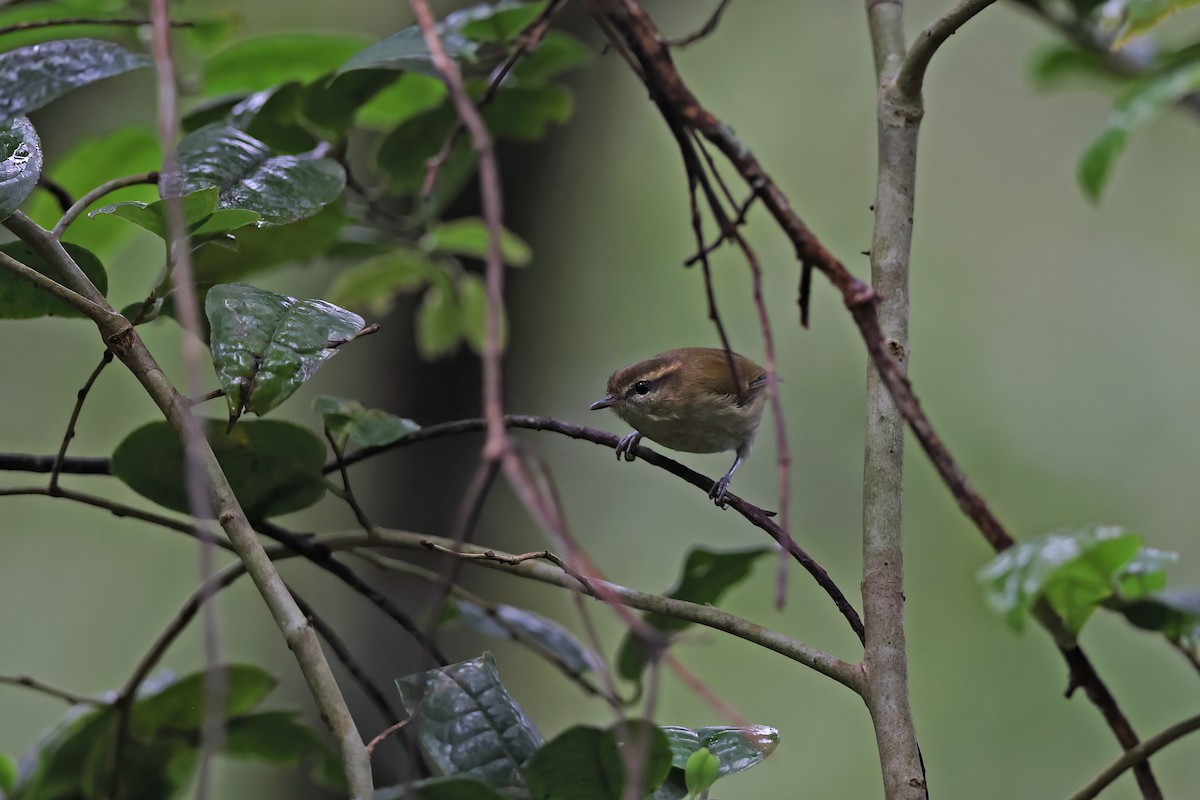 Lompobattang Leaf Warbler - ML642094951