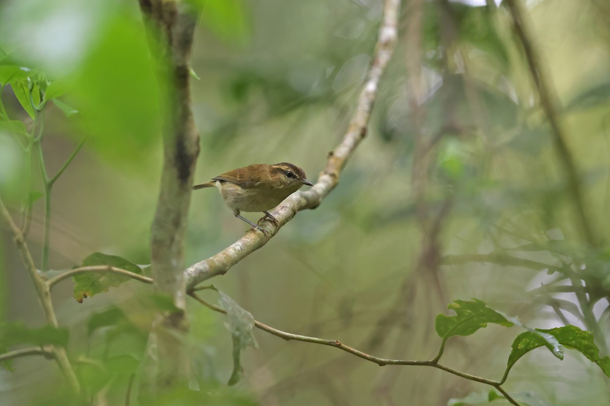Lompobattang Leaf Warbler - ML642094952