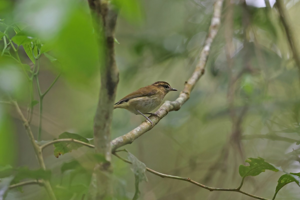 Lompobattang Leaf Warbler - ML642094953
