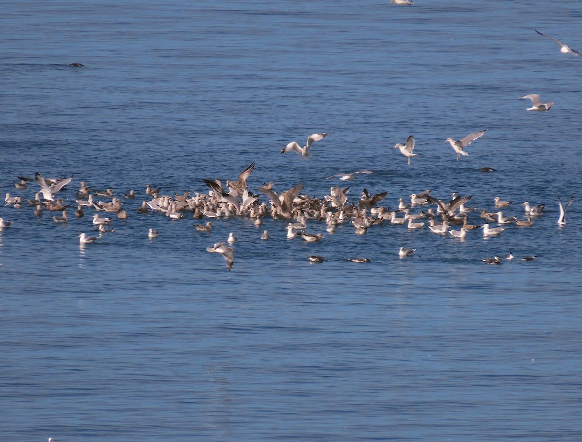 Larus sp. - ML642094955
