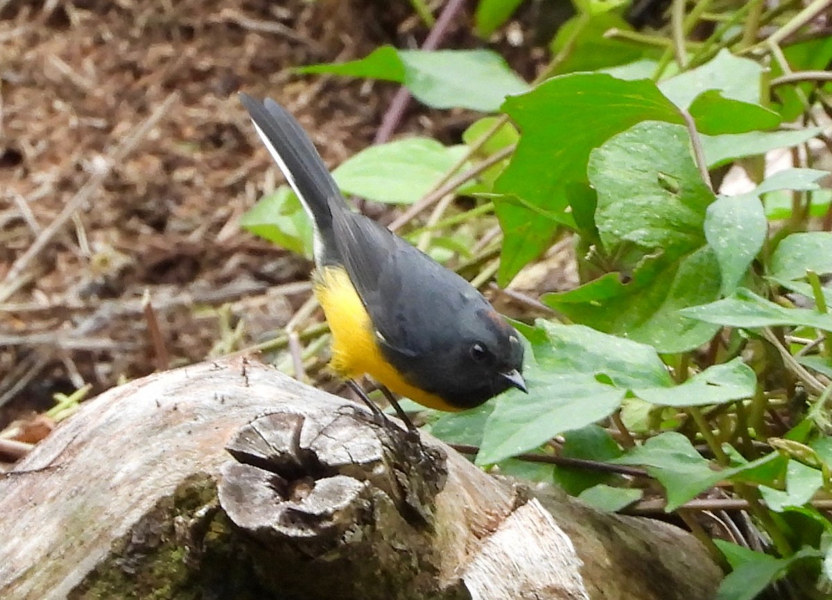 Slate-throated Redstart - ML642094957