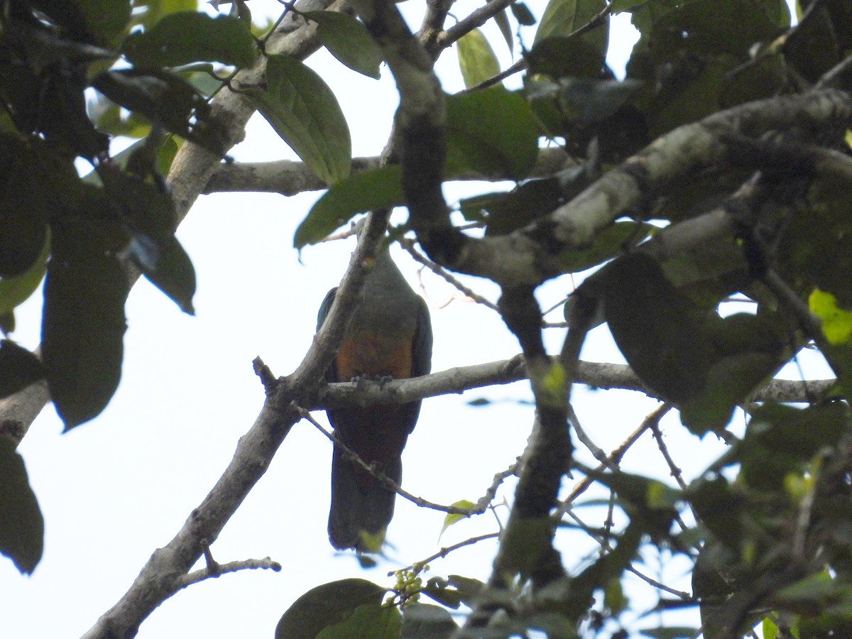 Scarlet-breasted Fruit-Dove - ML642094961