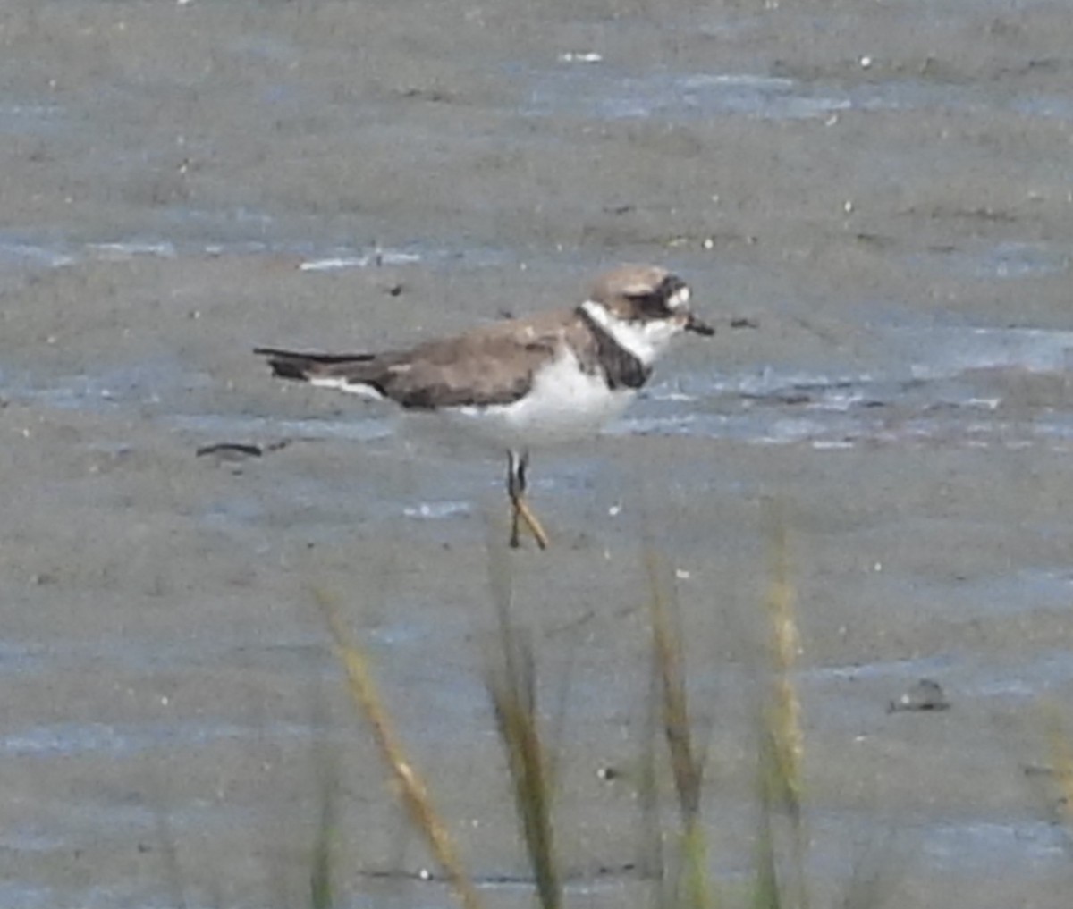 Semipalmated Plover - ML642094984