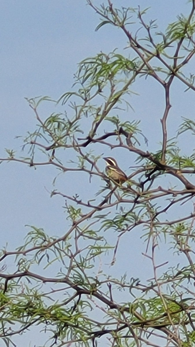 Ringed Warbling Finch - ML642094986