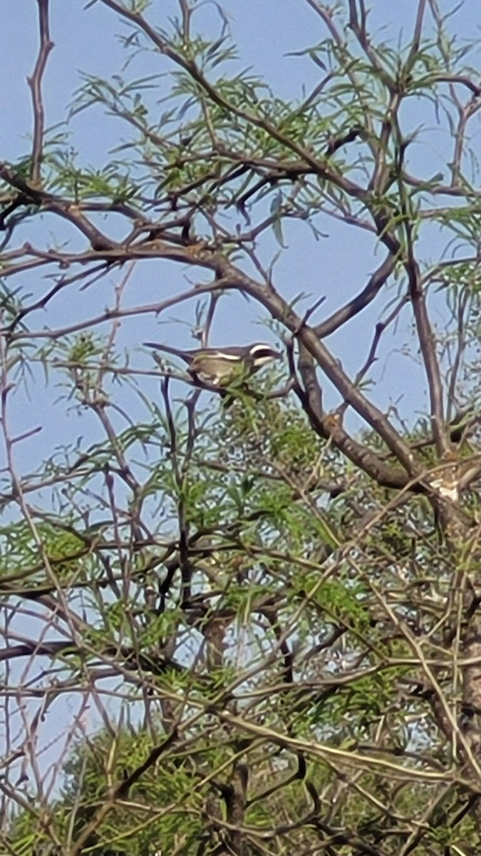 Ringed Warbling Finch - ML642094987