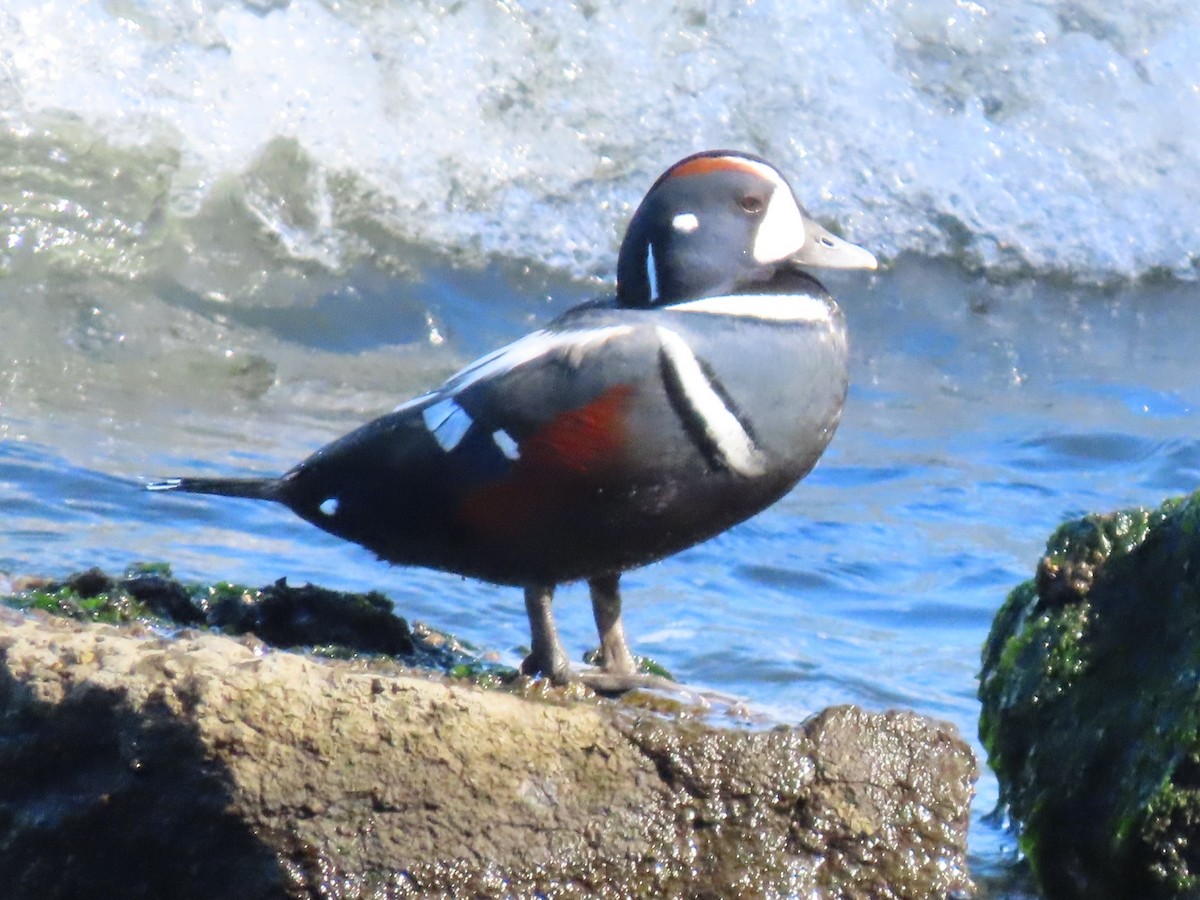 Harlequin Duck - ML642094994