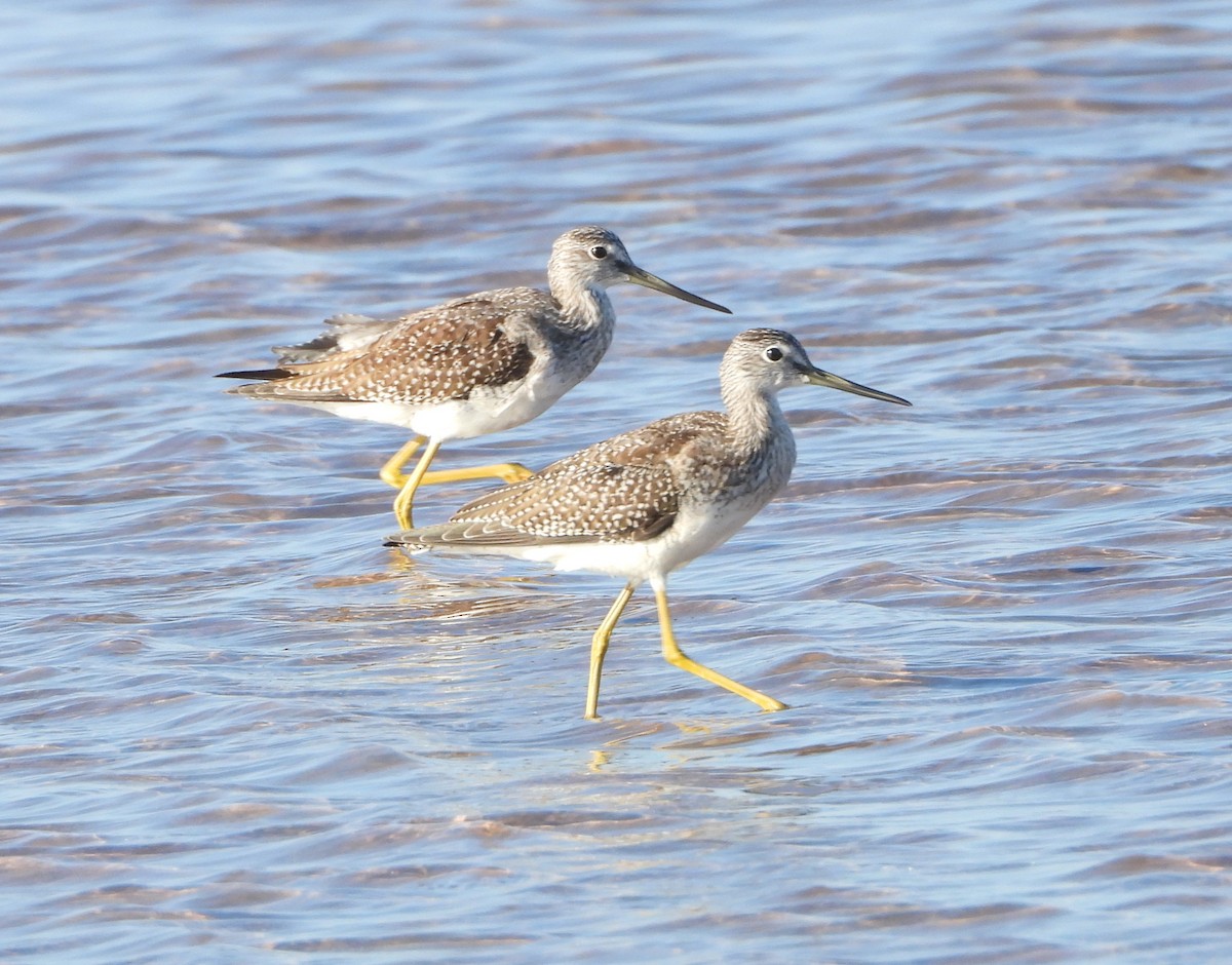 Greater Yellowlegs - ML642095008
