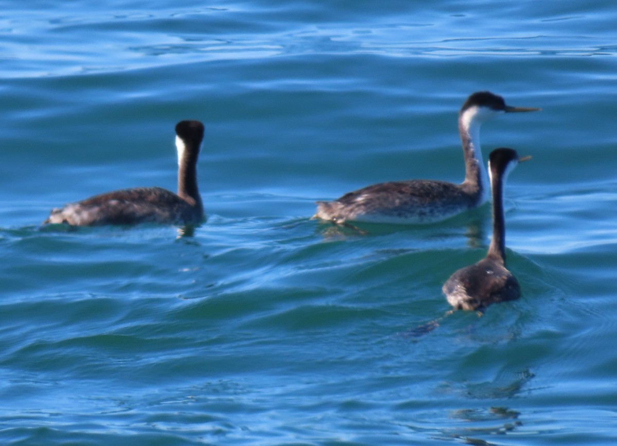 Western Grebe - ML642095018