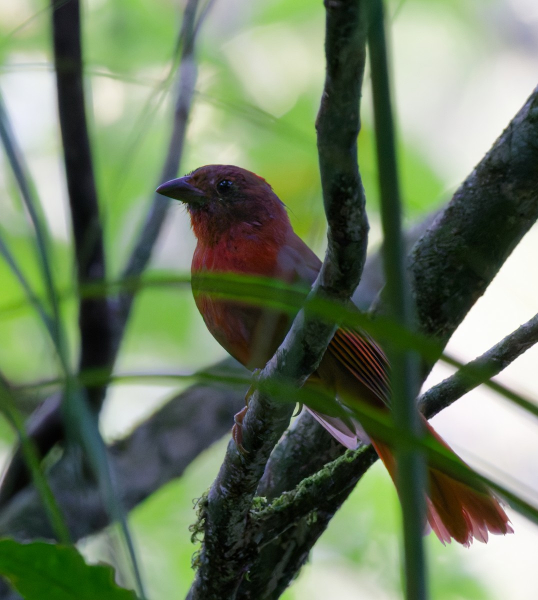 Red-crowned Ant-Tanager - ML642095021
