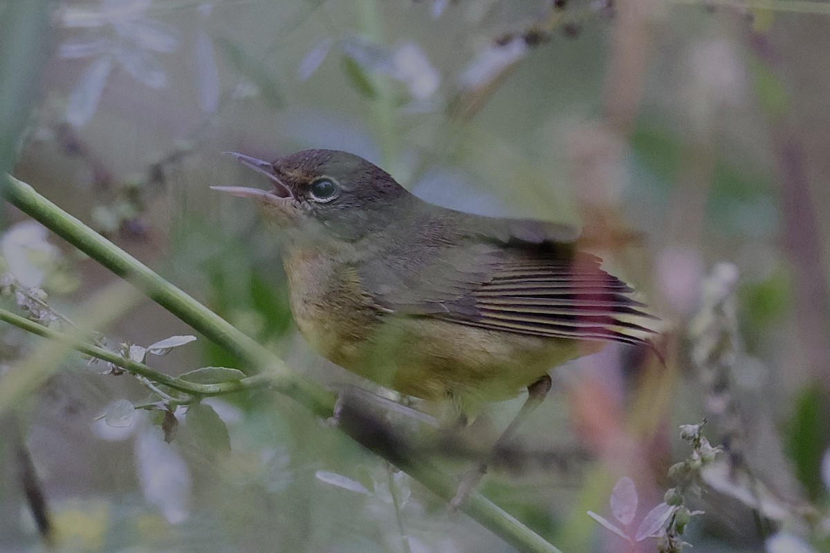 Mourning Warbler - ML642095026
