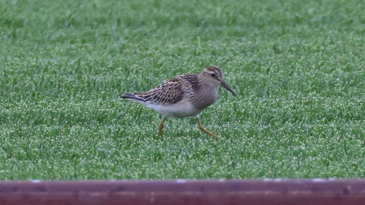 Graubrust-Strandläufer - ML642095050
