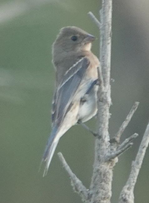 Lazuli Bunting - ML642095053